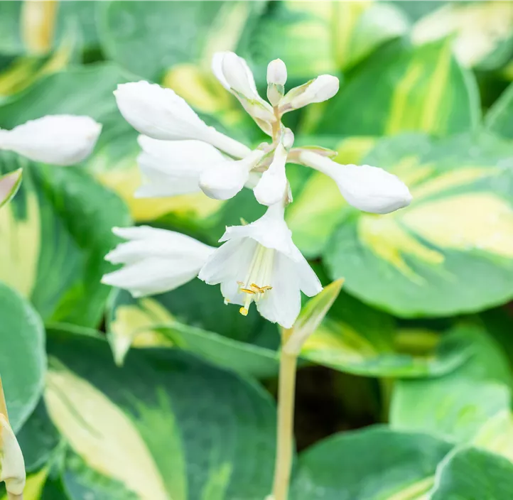 Große Funkie 'Dream Queen'