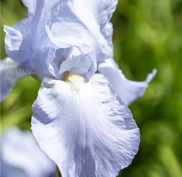 Zwergige Schwertlilie 'Blue Denim'