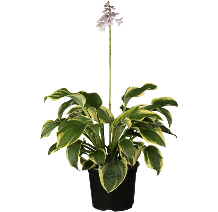 Weißrandige Garten-Funkie