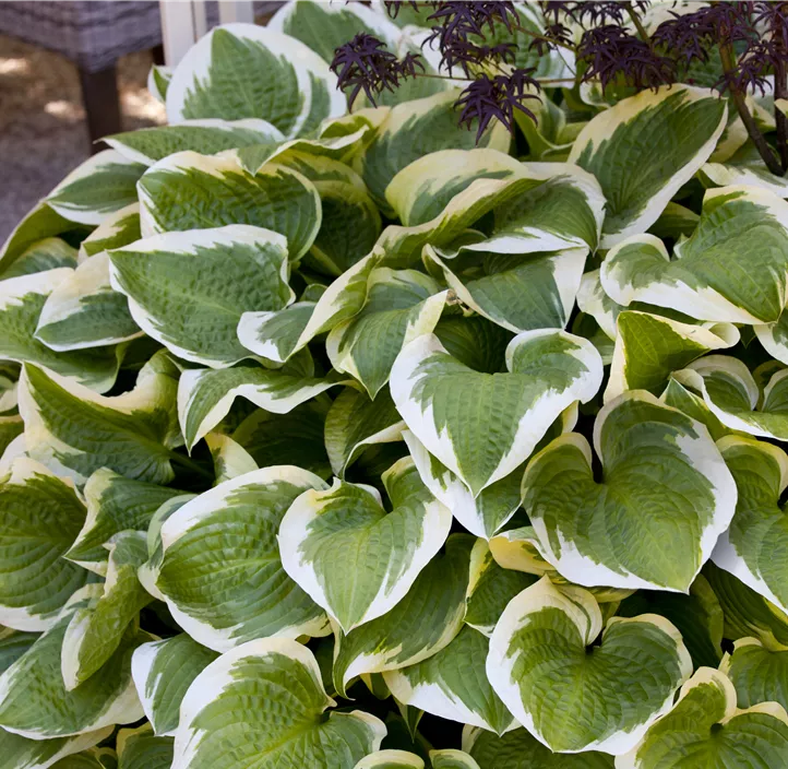 Weißrandige Garten-Funkie