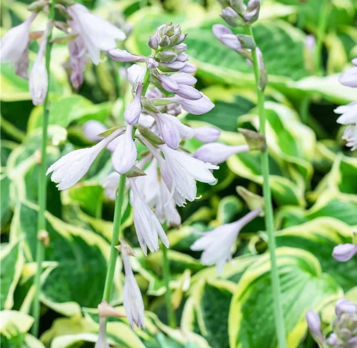 Weißrandige Garten-Funkie