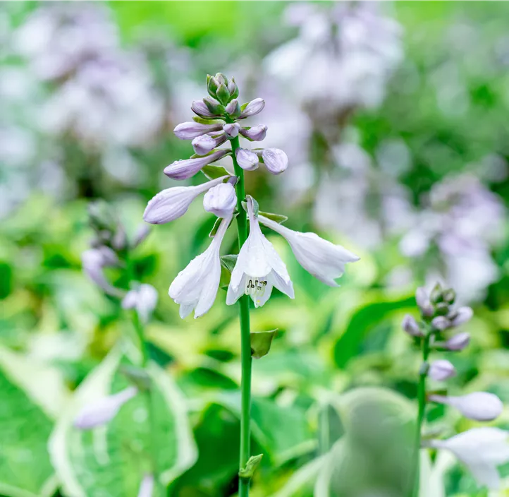 Weißrandige Garten-Funkie