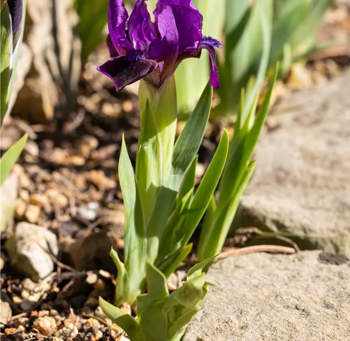 Zwergige Schwertlilie 'Cyanea'