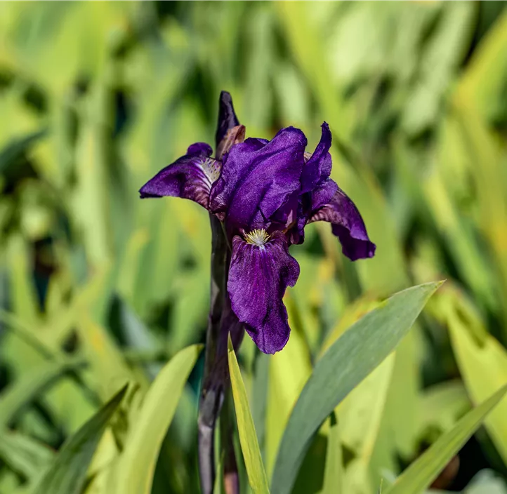 Zwergige Schwertlilie 'Cyanea'