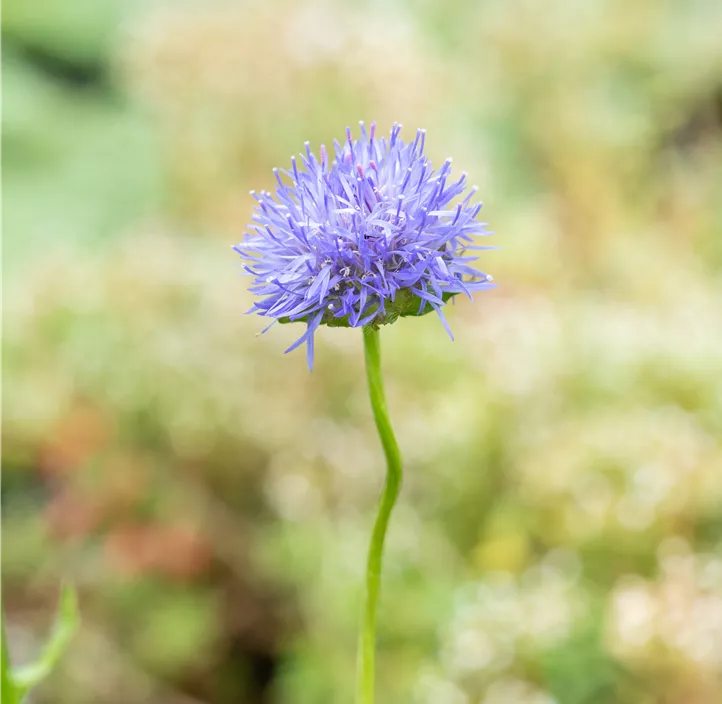 Garten-Sandglöckchen 'Blue Lights'