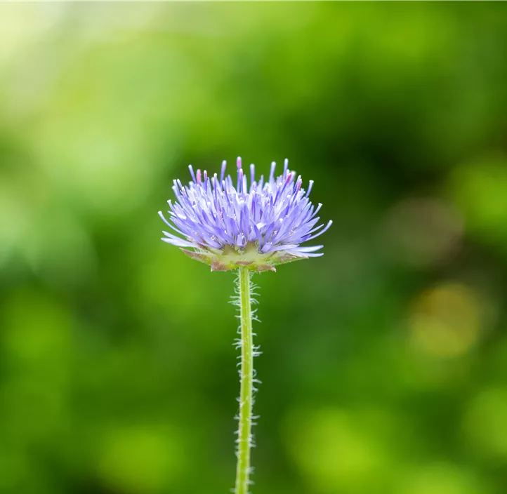 Garten-Sandglöckchen 'Blue Lights'
