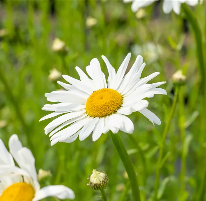 Kleine Margerite 'Maikönigin'