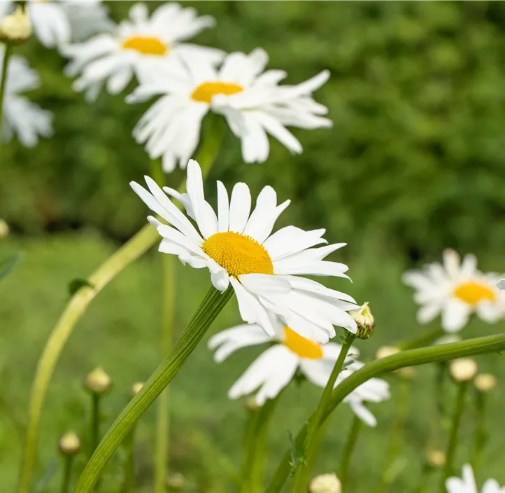 Kleine Margerite 'Maikönigin'