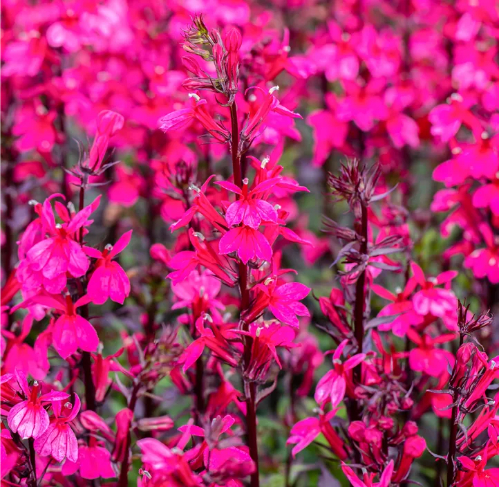 Lobelie 'Fan Salmon'