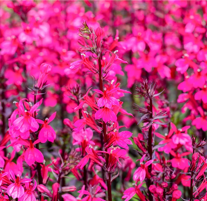 Lobelie 'Fan Salmon'