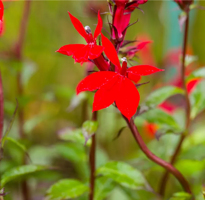 Lobelie 'Fan Scarlet'