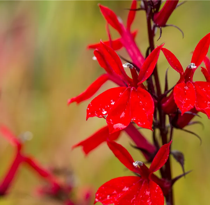 Lobelie 'Fan Scarlet'