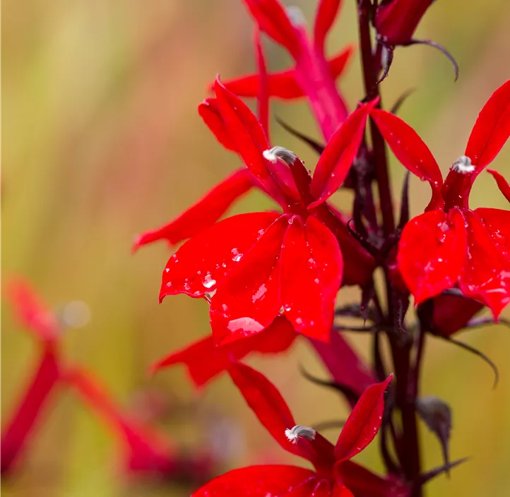 Lobelie 'Fan Scarlet'