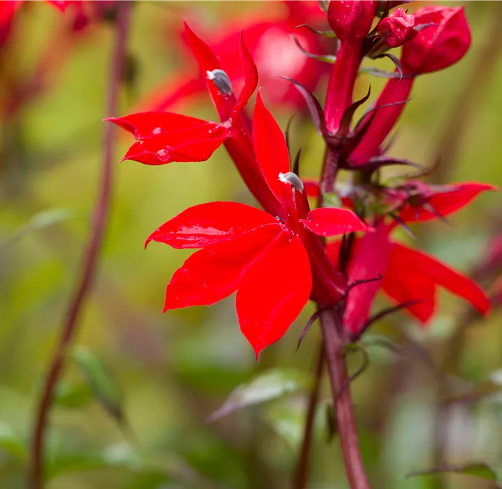 Lobelie 'Fan Scarlet'