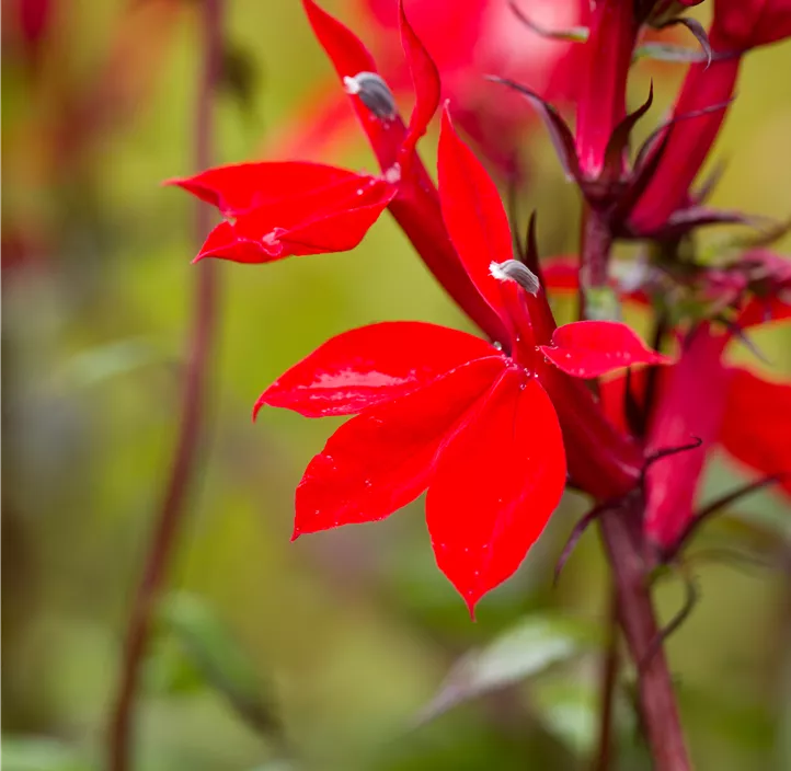 Lobelie 'Fan Scarlet'