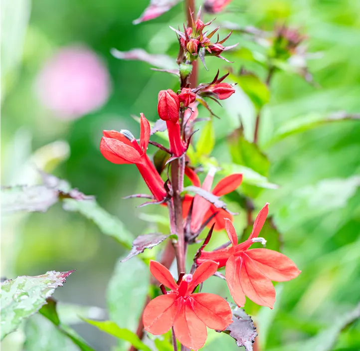 Lobelie 'Fan Scarlet'