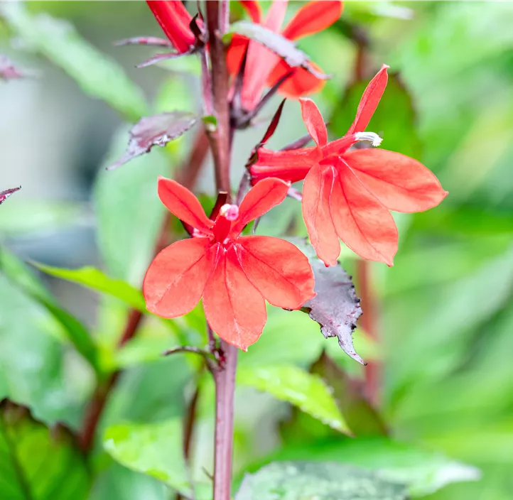Lobelie 'Fan Scarlet'
