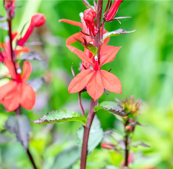 Lobelie 'Fan Scarlet'