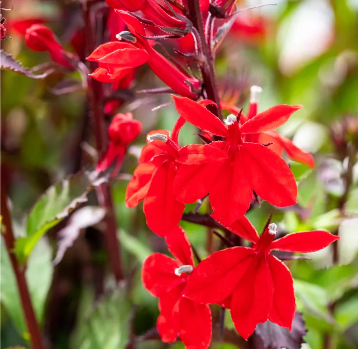 Lobelie 'Fan Scarlet'