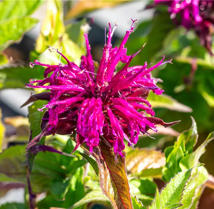 Garten-Indianernessel Balmy® 'Purple'