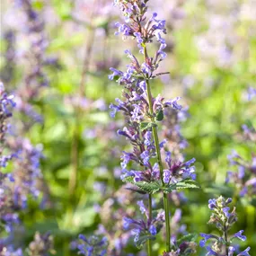 Nepeta faassenii