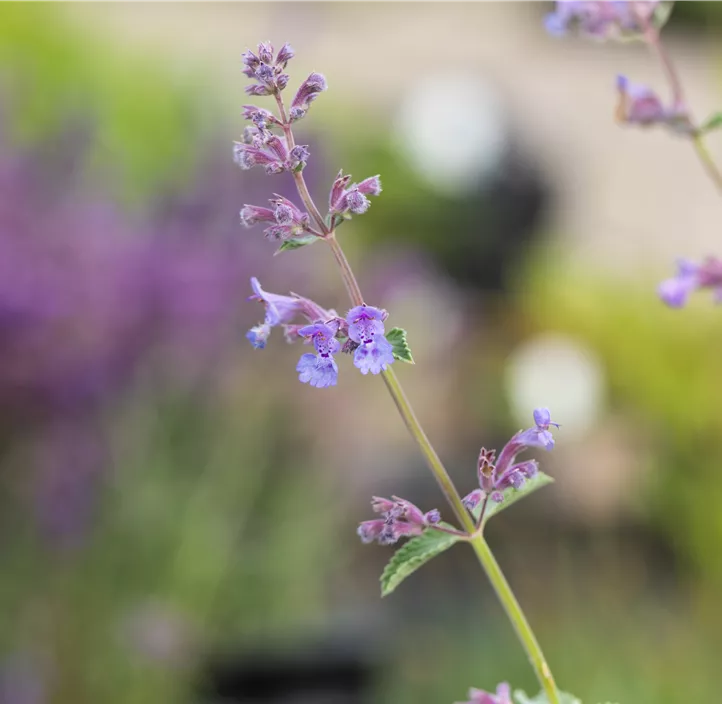 Katzenminze 'Six Hills Giant'