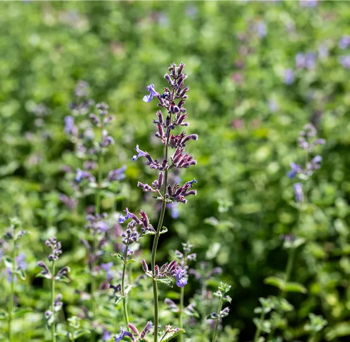 Katzenminze 'Six Hills Giant'