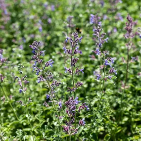 Nepeta faassenii Six Hills Giant