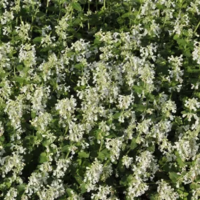 Nepeta faassenii Snowflake
