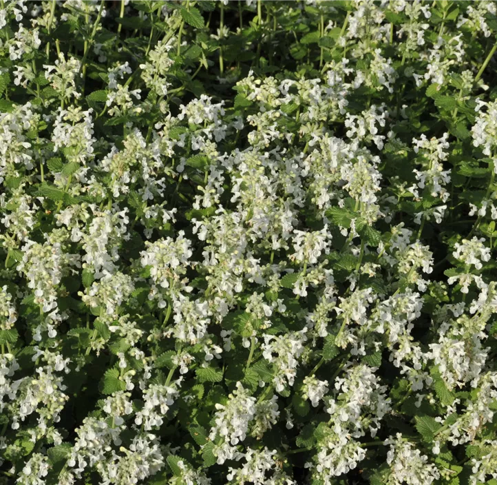 Katzenminze 'Snowflake'