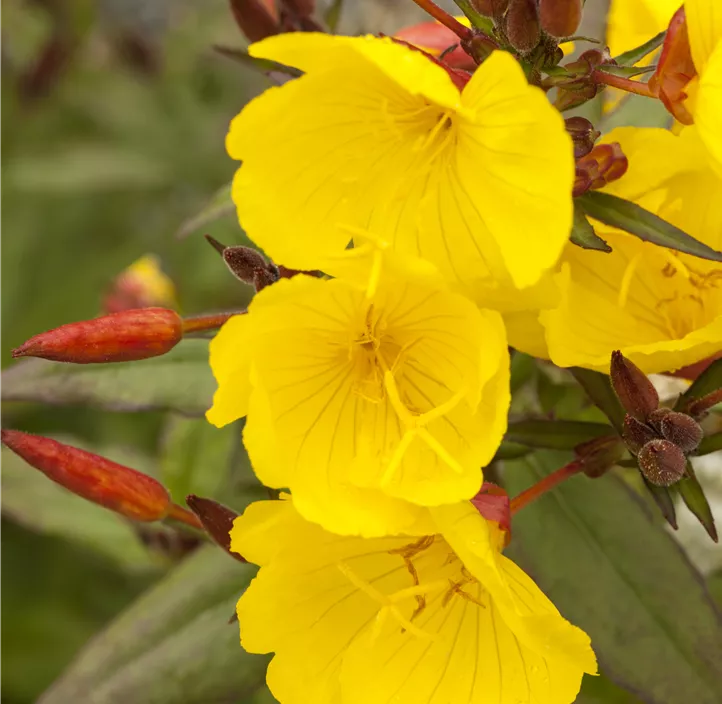 Garten-Nachtkerze 'African Sun'®