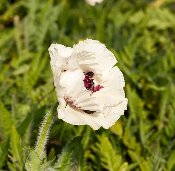 Orientalischer Mohn 'Royal Wedding'