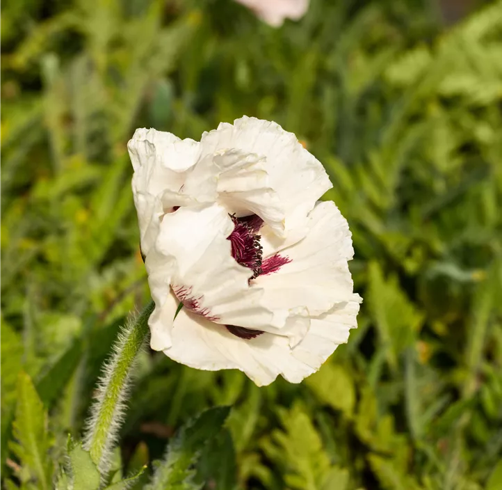 Orientalischer Mohn 'Royal Wedding'