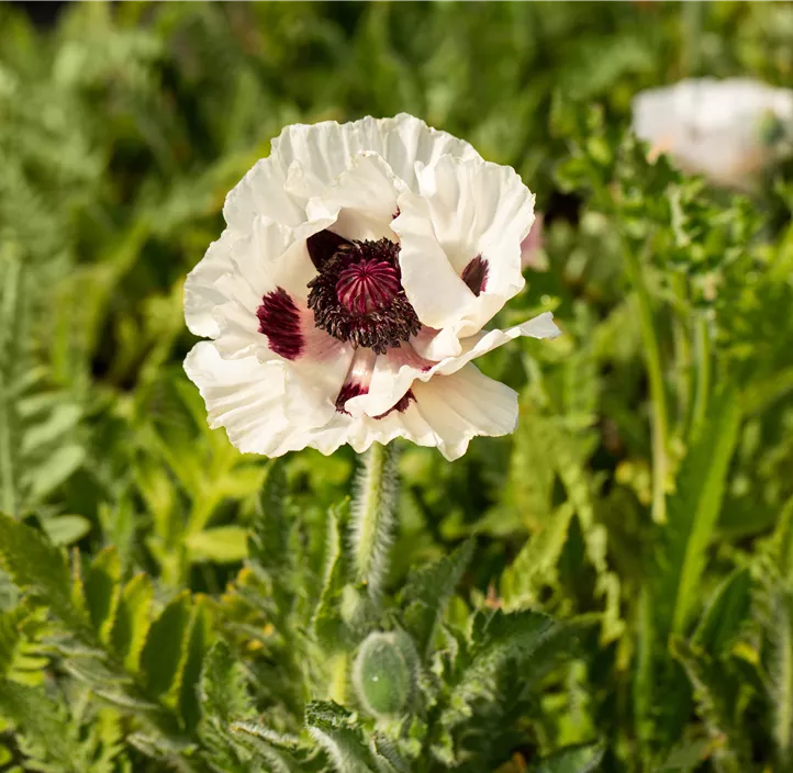 Orientalischer Mohn 'Royal Wedding'