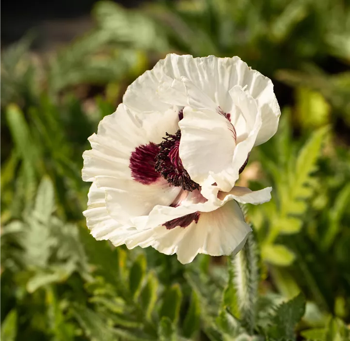 Orientalischer Mohn 'Royal Wedding'