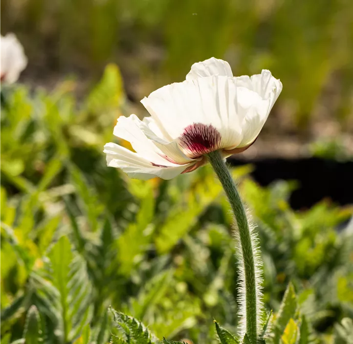 Orientalischer Mohn 'Royal Wedding'