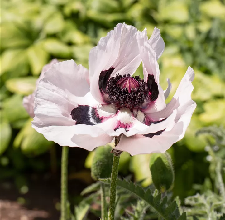 Orientalischer Mohn 'Royal Wedding'