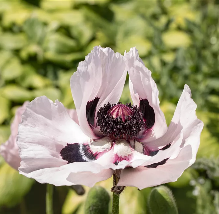 Orientalischer Mohn 'Royal Wedding'