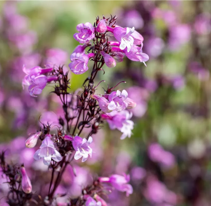 Fingerhutförmiger Bartfaden 'Midnight Masquerade'