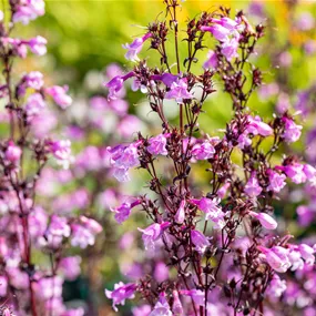 Penstemon Midnight Masquerade