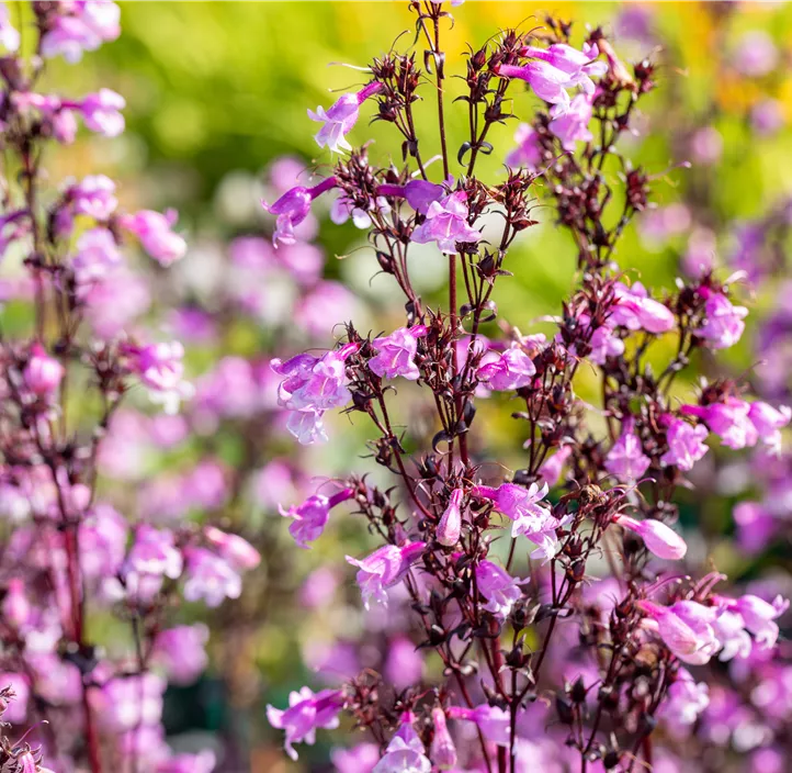 Fingerhutförmiger Bartfaden 'Midnight Masquerade'