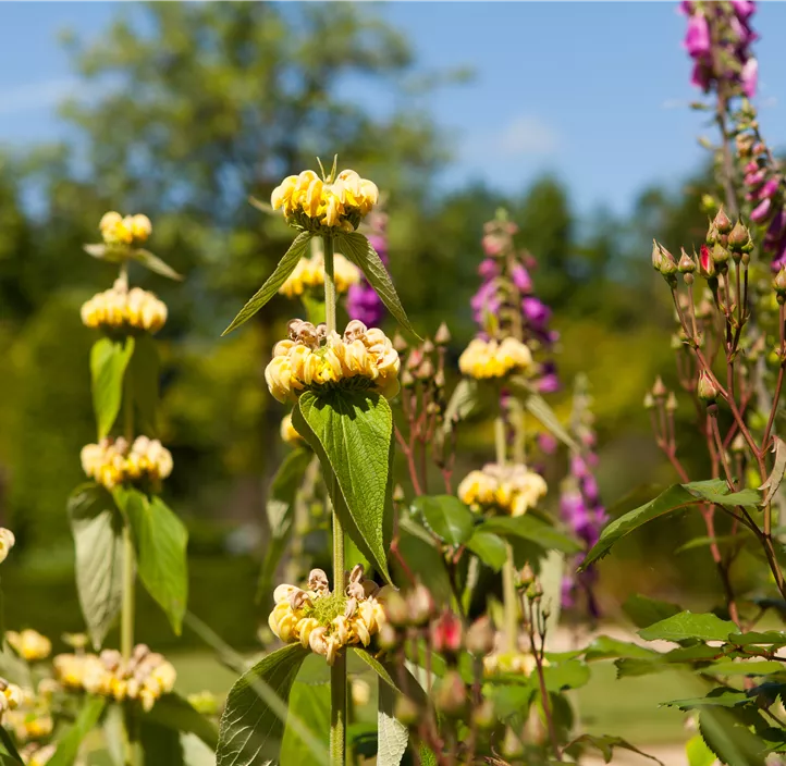Syrisches Brandkraut