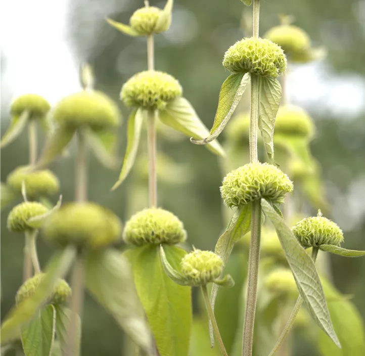 Syrisches Brandkraut