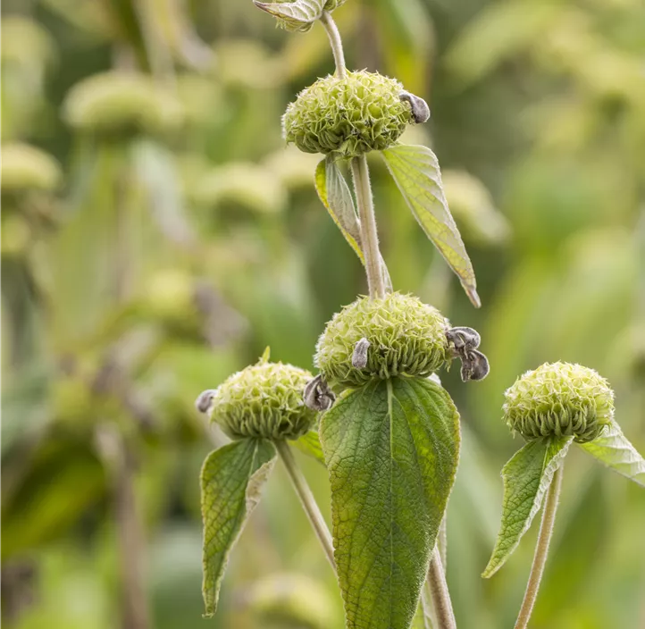 Syrisches Brandkraut