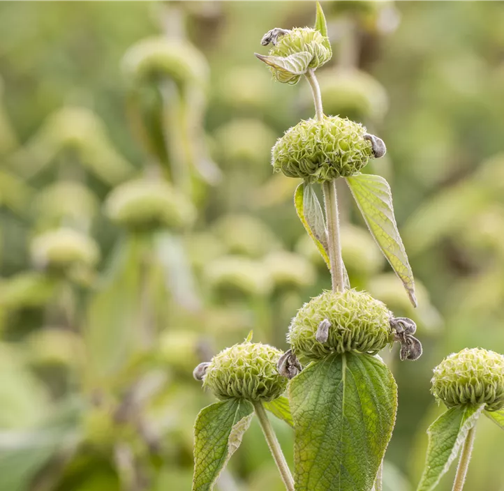 Syrisches Brandkraut