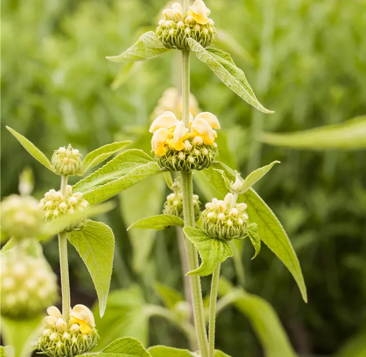 Syrisches Brandkraut