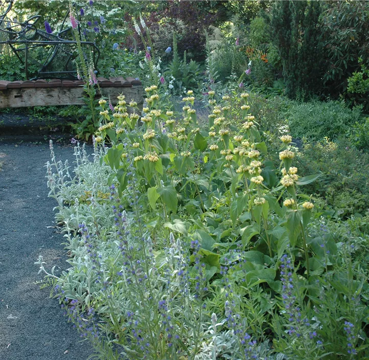 Syrisches Brandkraut