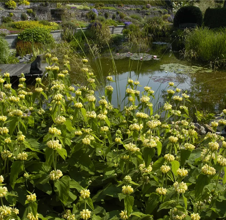 Syrisches Brandkraut