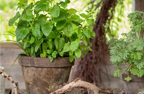 Dekoration mit Kräutertopf