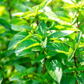 Mentha piperita